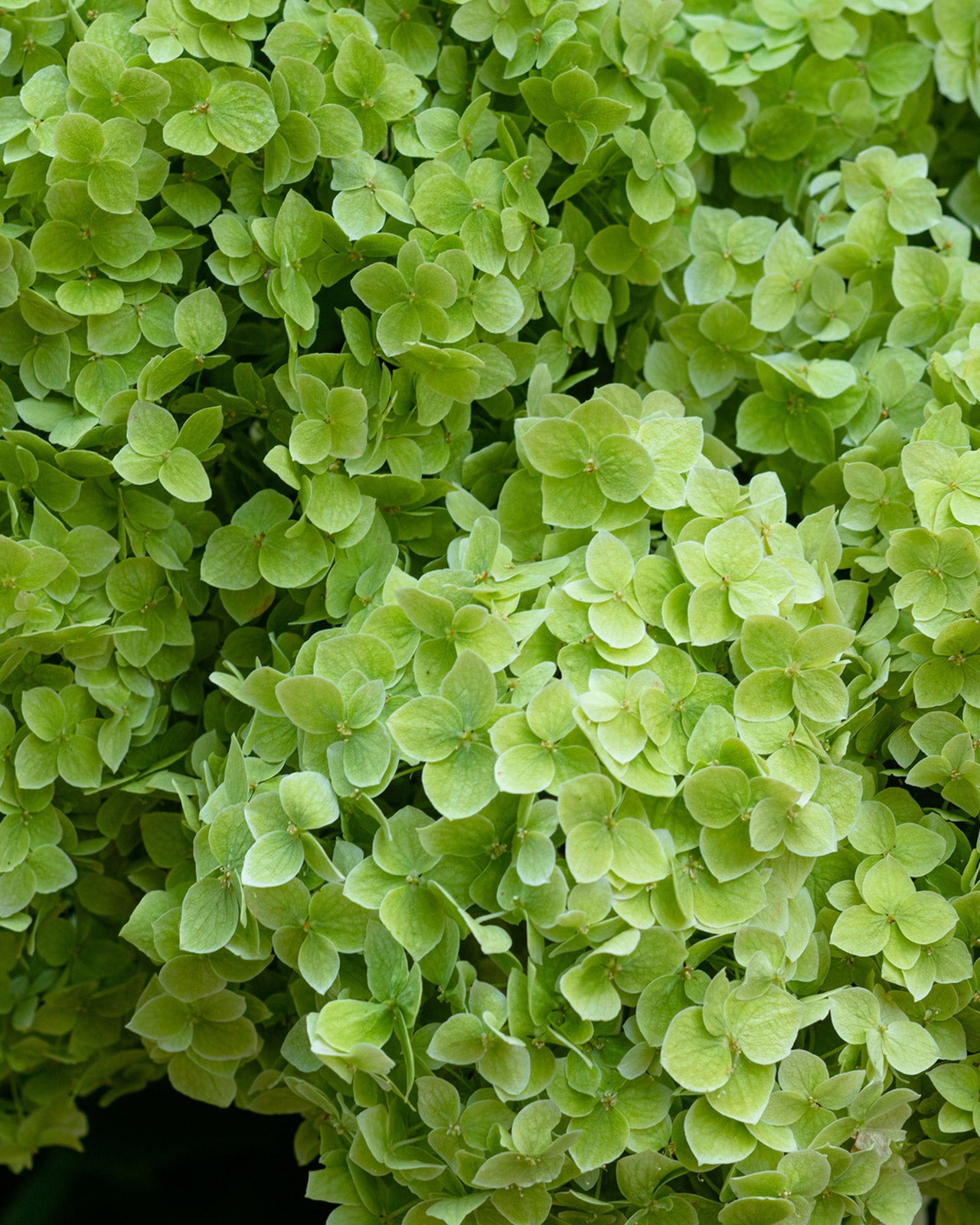 Hydrangea paniculata &