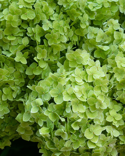 Hydrangea paniculata &