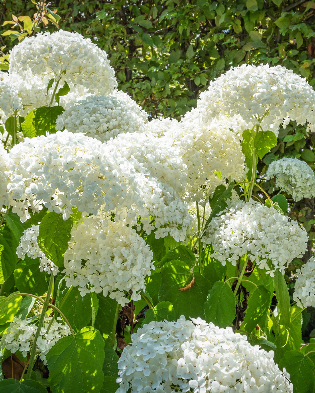 Hydrangea arborescens &