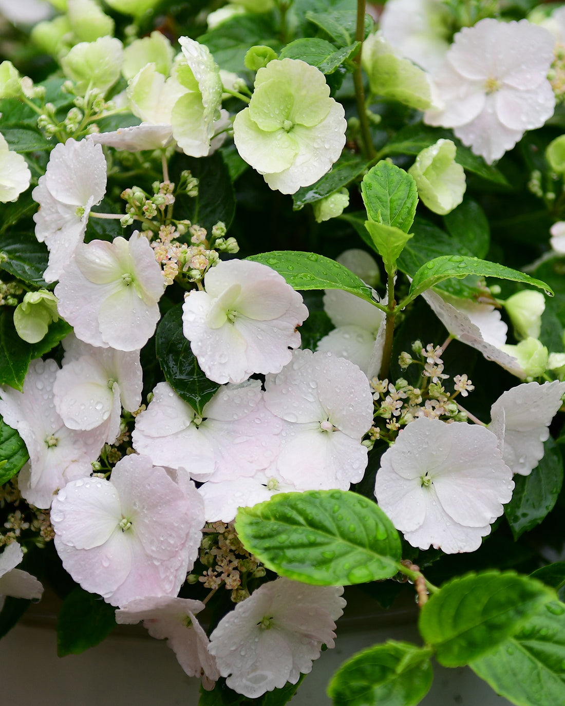 Hydrangea &