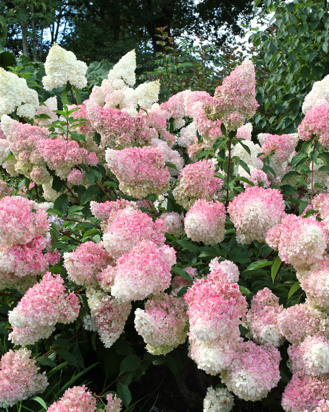 Hydrangea paniculata &