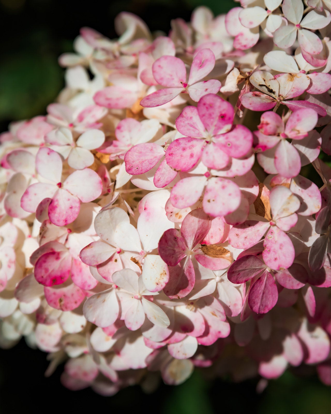 Hydrangea paniculata &