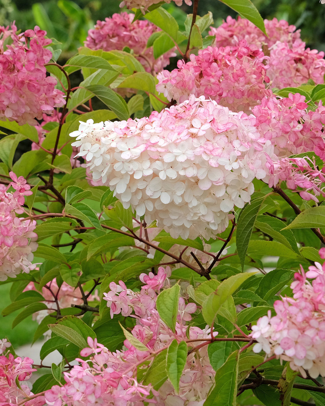 Hydrangea paniculata &