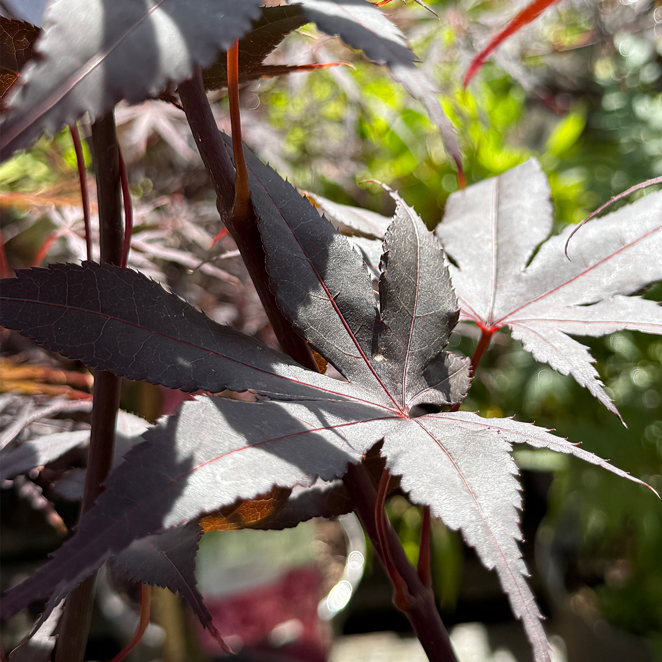 Acer palmatum &