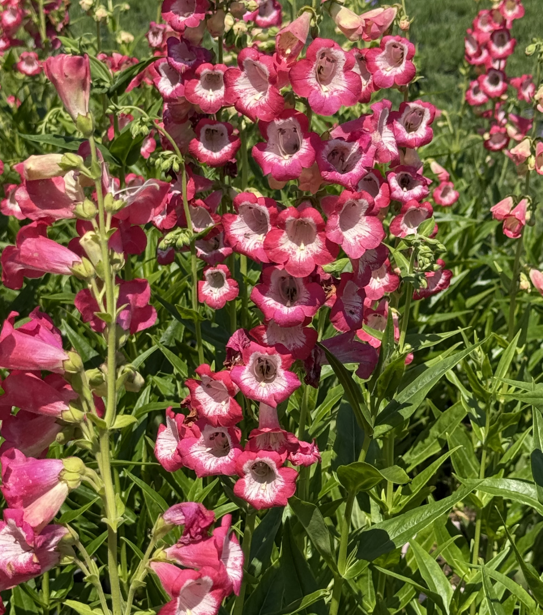 Penstemon &