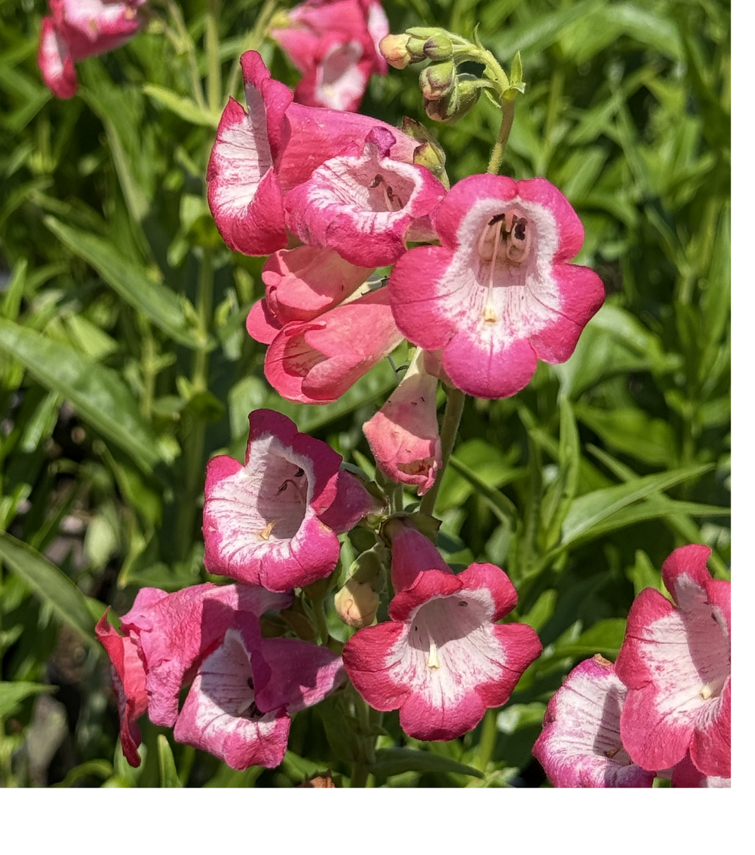 Penstemon &