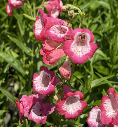 Penstemon &