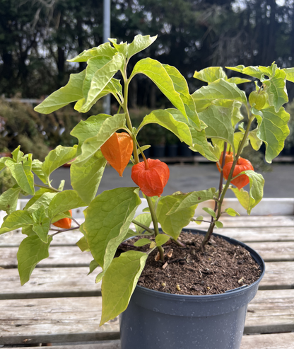 Physalis alkekengi var. franchetii &