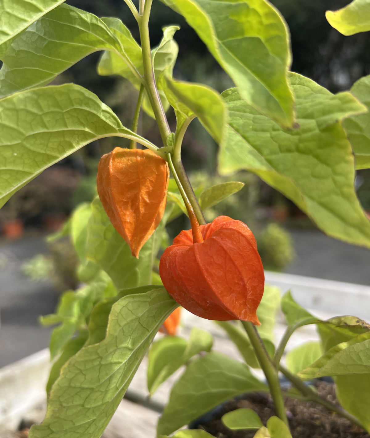 Physalis alkekengi var. franchetii &