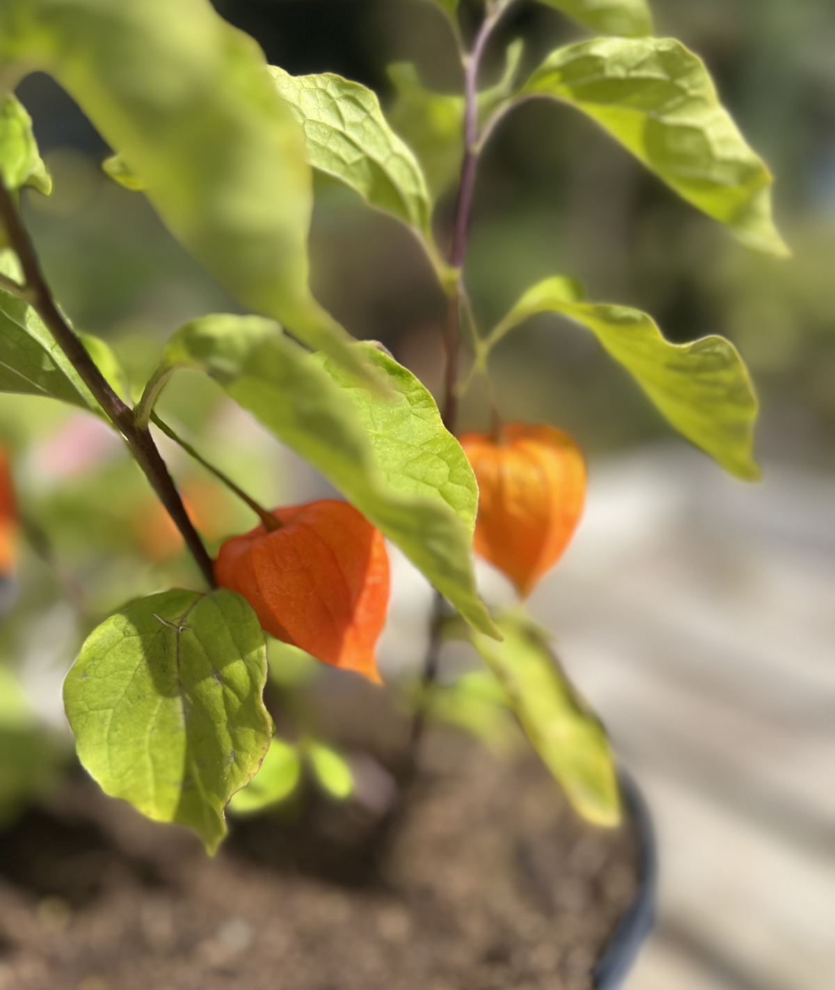 Physalis alkekengi var. franchetii &