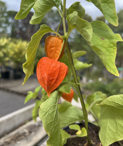Physalis alkekengi var. franchetii &