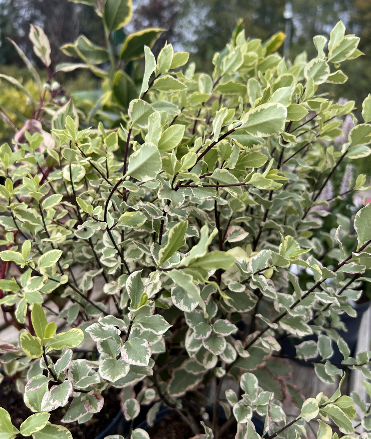 Pittosporum tenuifolium &
