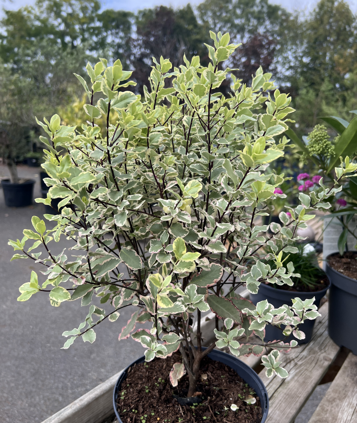 Pittosporum tenuifolium &