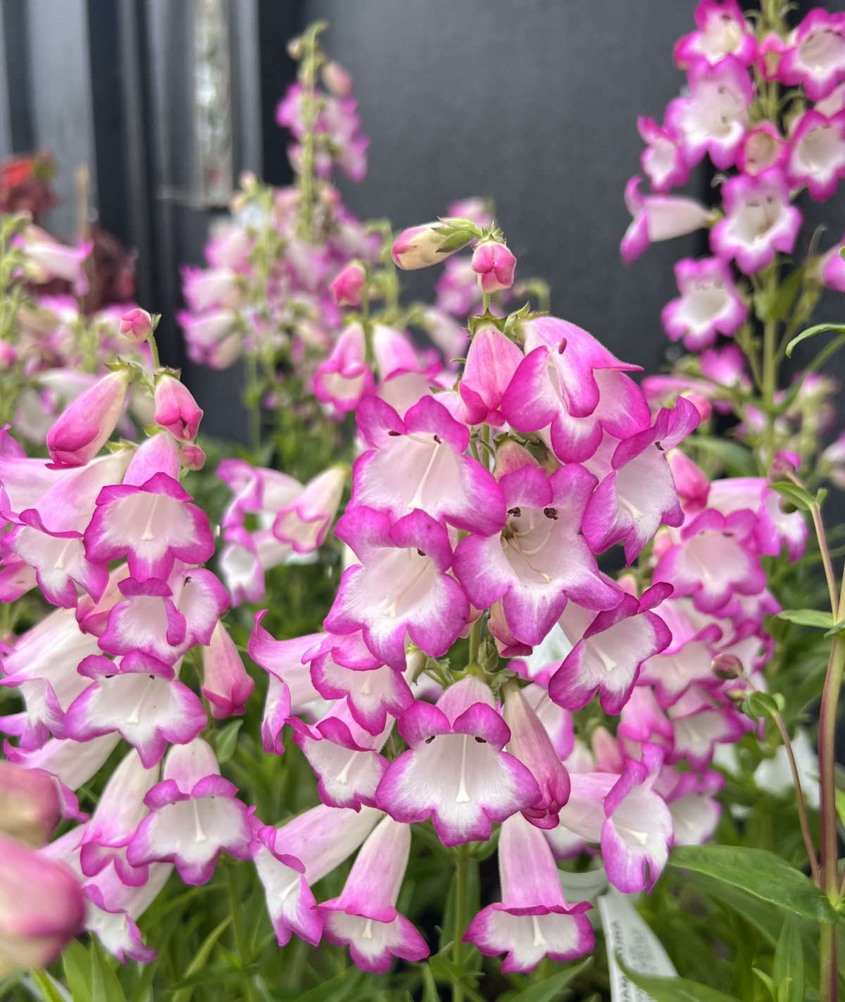Penstemon Pensham ‘Laura’ 3L