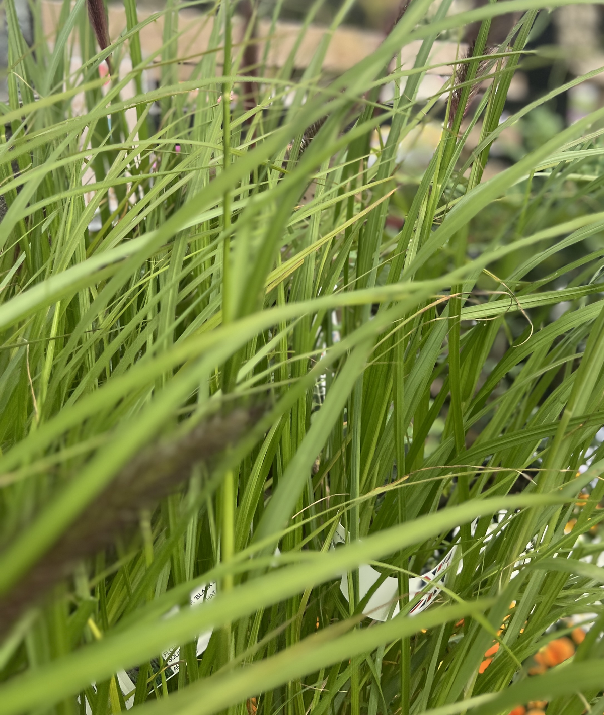 Pennisetum alopecuroides &