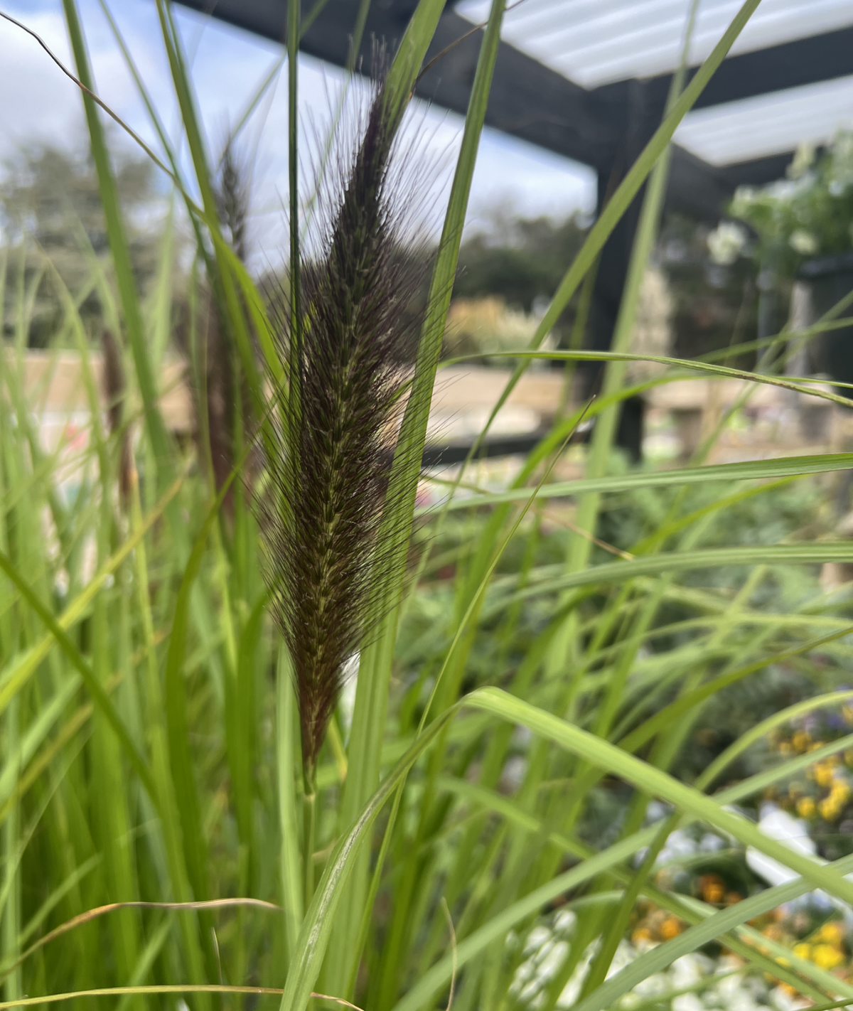 Pennisetum alopecuroides &