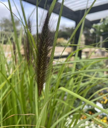 Pennisetum alopecuroides &