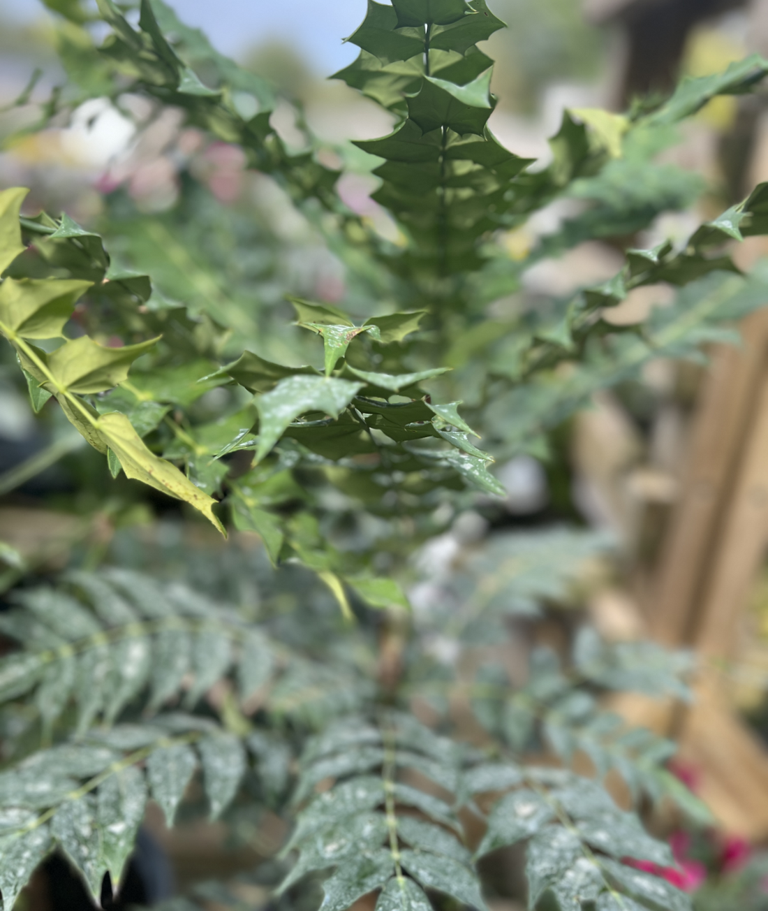 Mahonia × media &