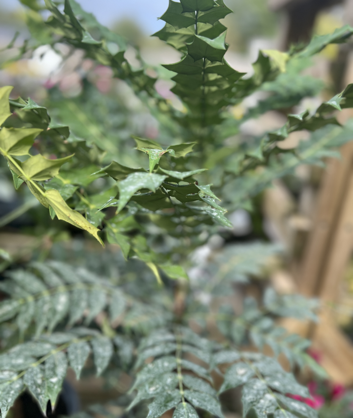 Mahonia × media &