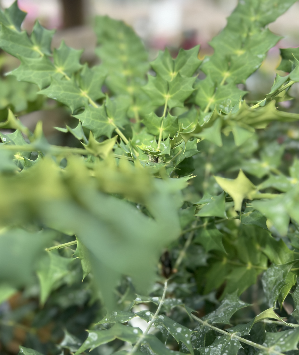 Mahonia × media &