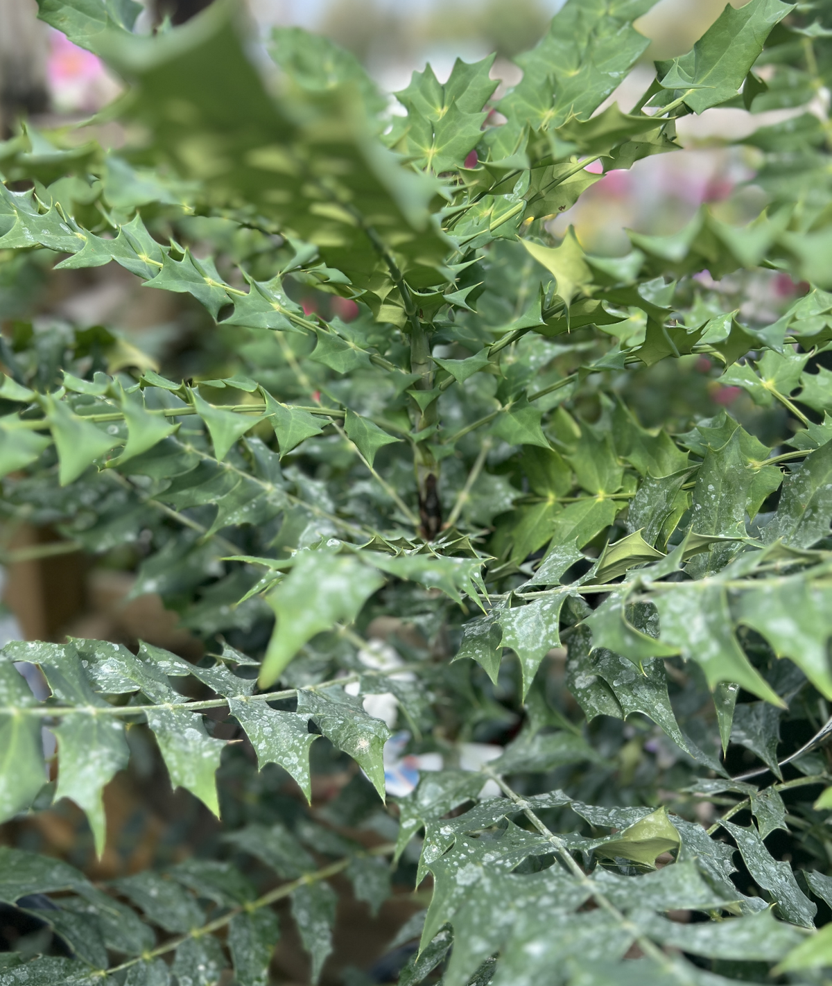 Mahonia × media &