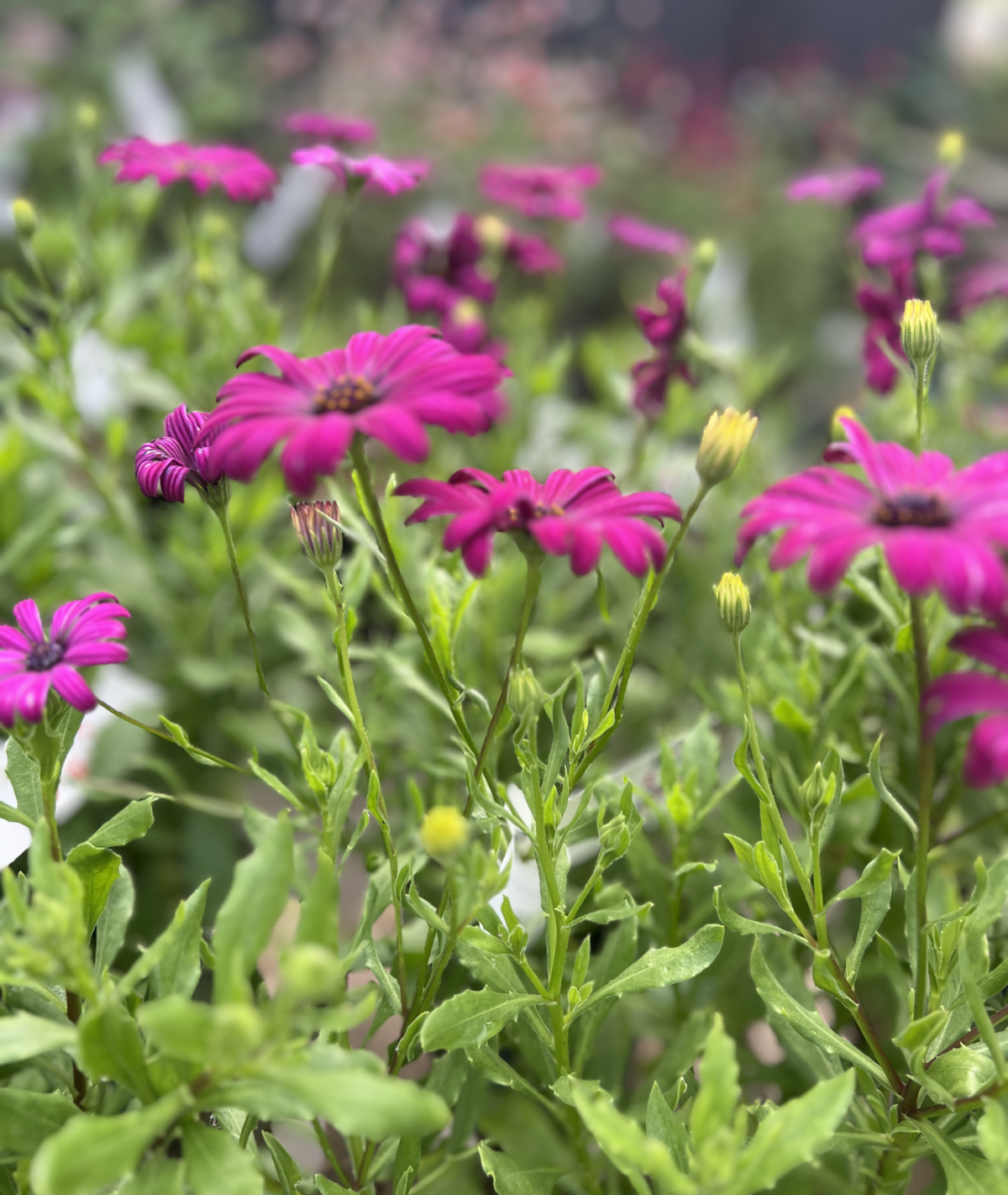 Osteospermum &