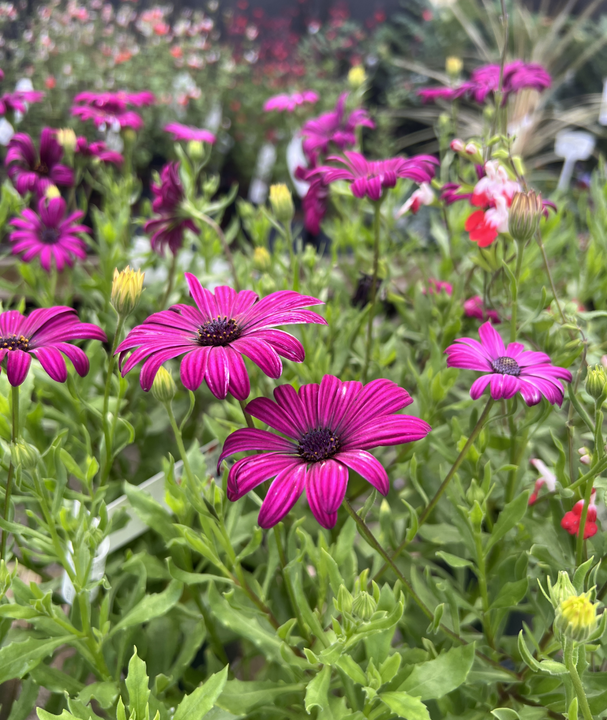 Osteospermum &
