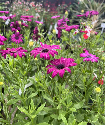 Osteospermum &