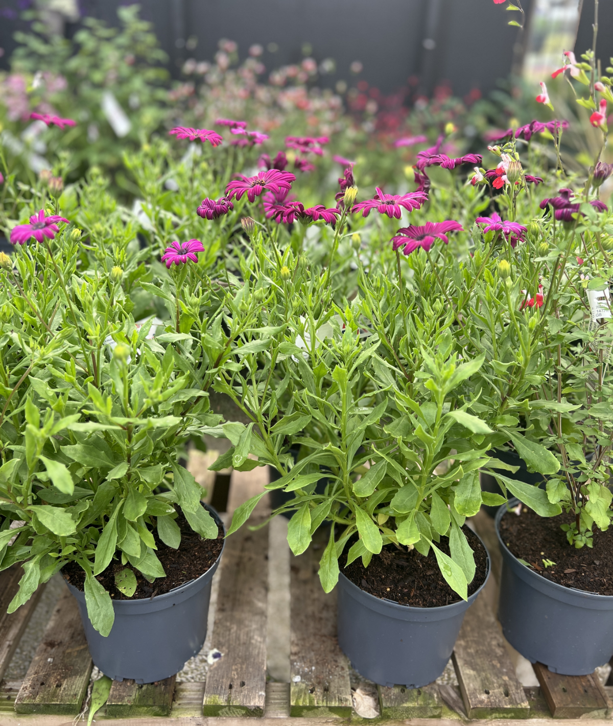 Osteospermum &