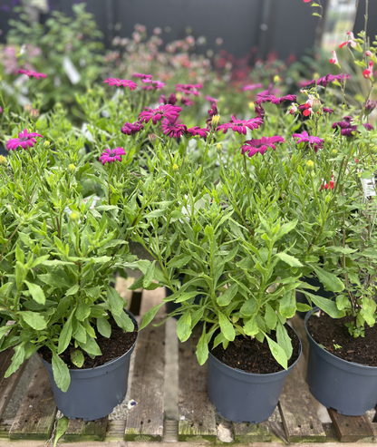 Osteospermum &