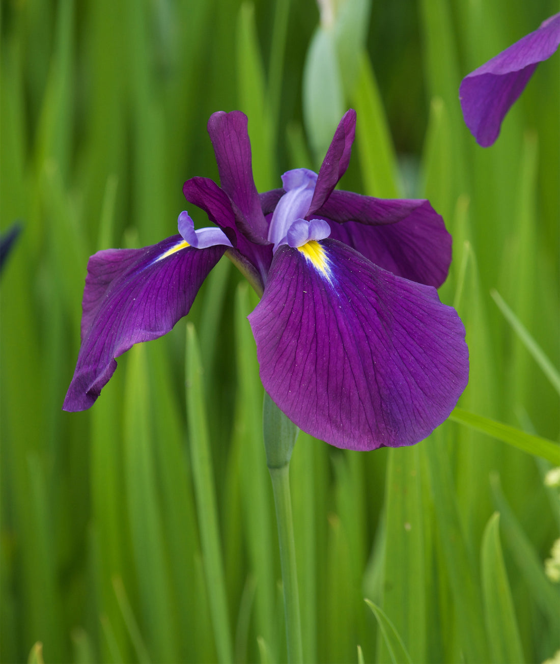 Iris ensata &
