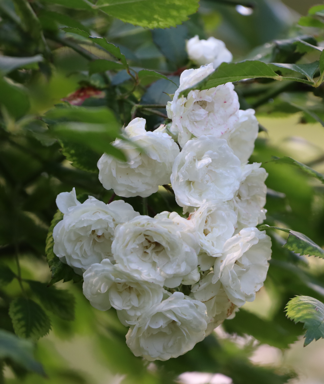 Rose ‘Iceberg’