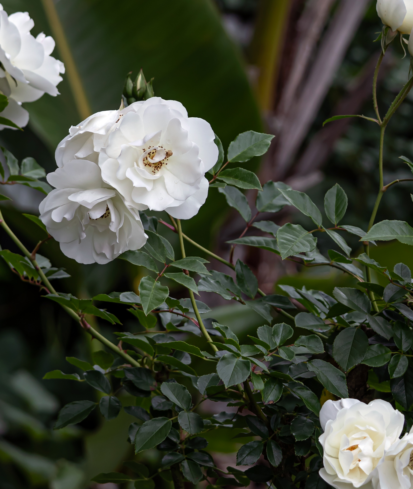 Rose ‘Iceberg’