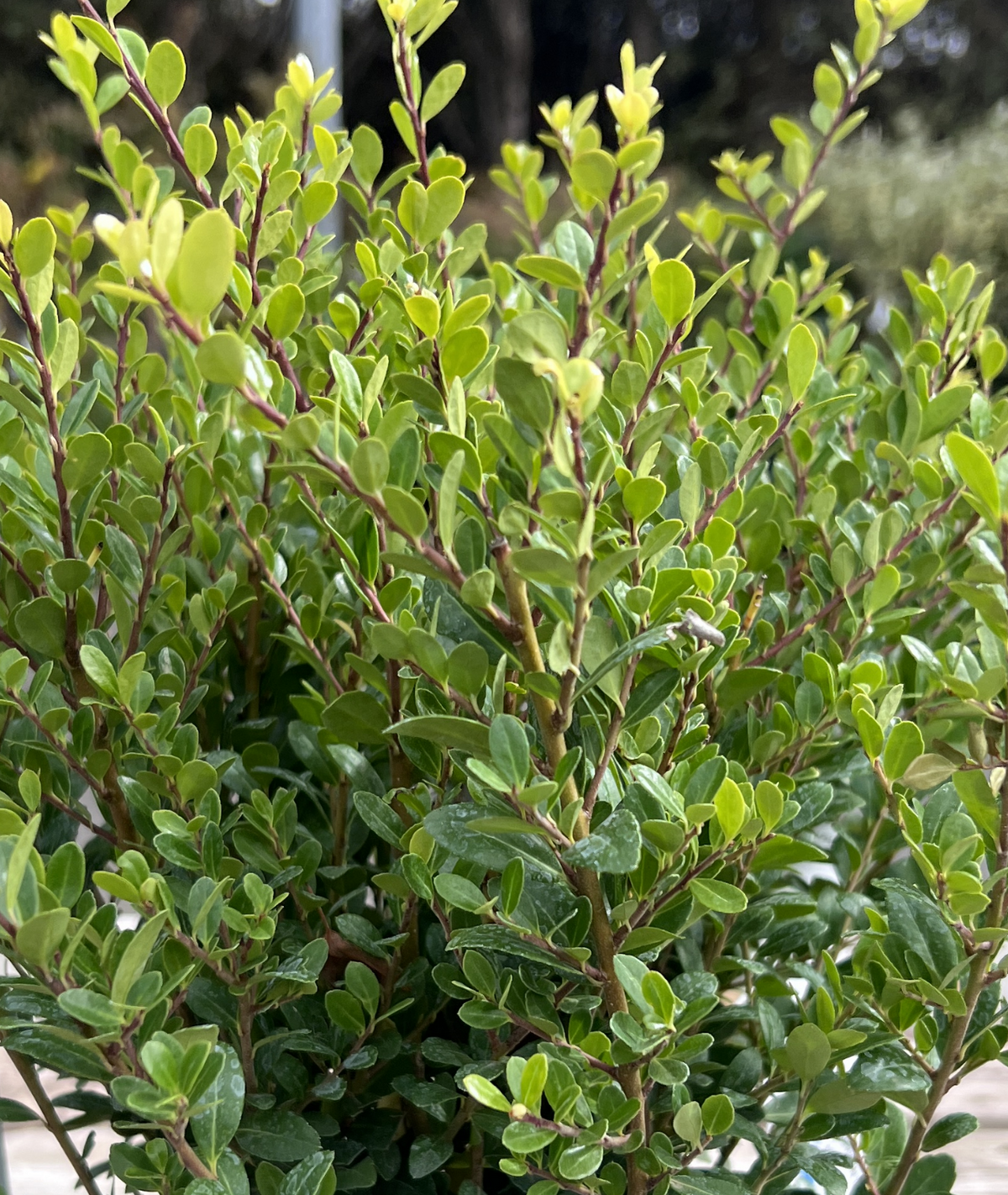 Ilex crenata &