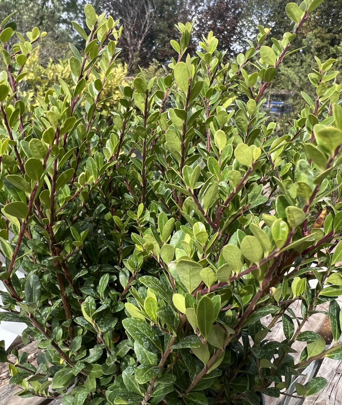Ilex crenata &