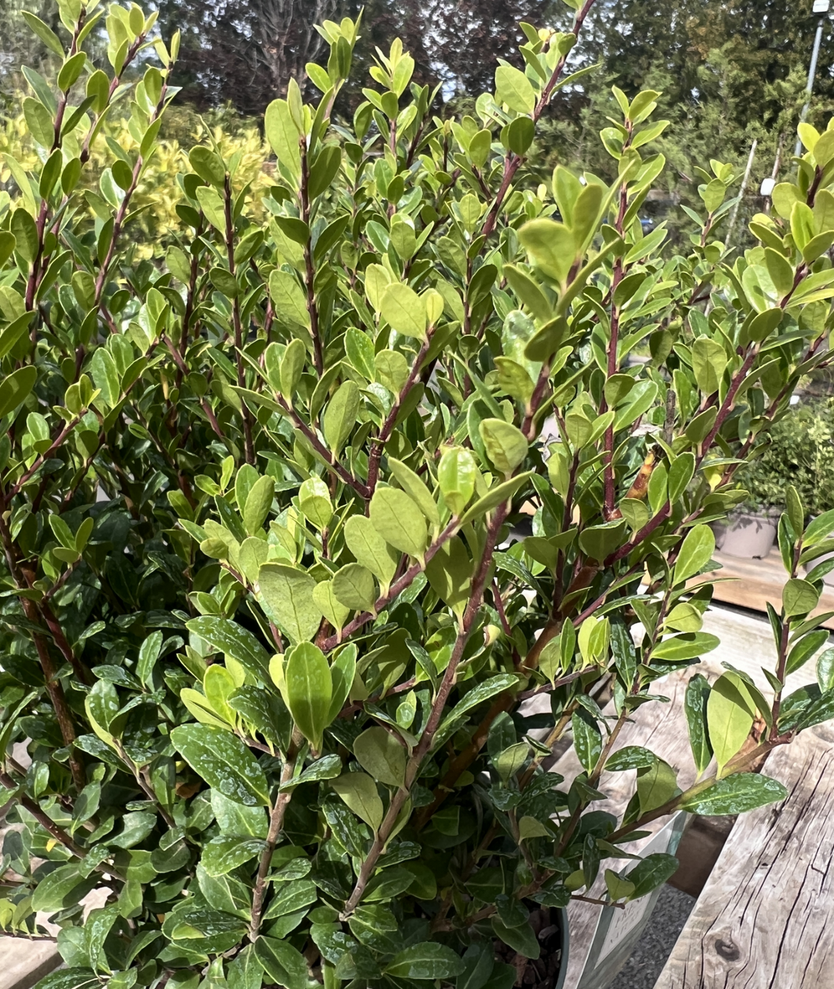 Ilex crenata &