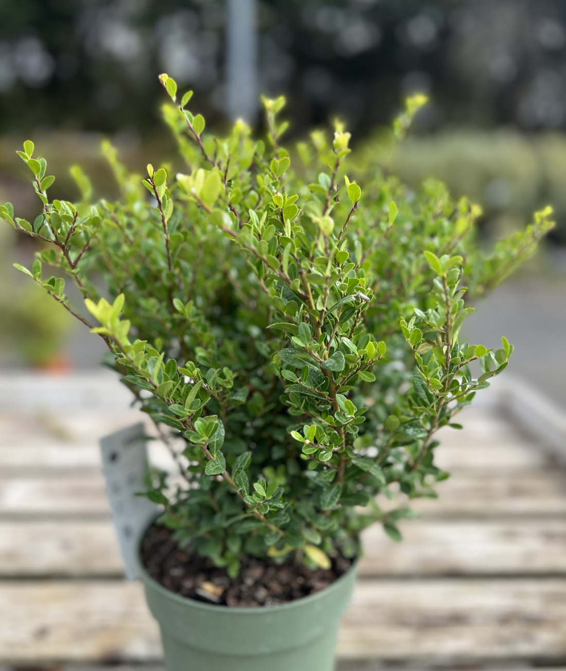 Ilex crenata &