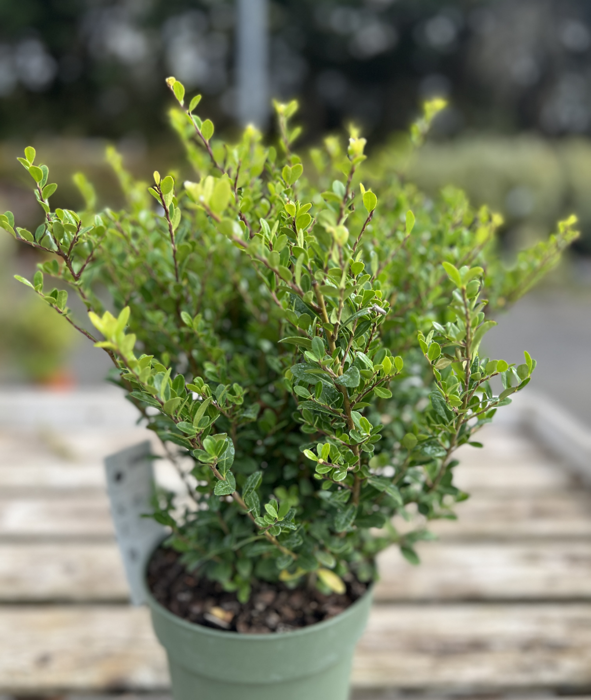 Ilex crenata &
