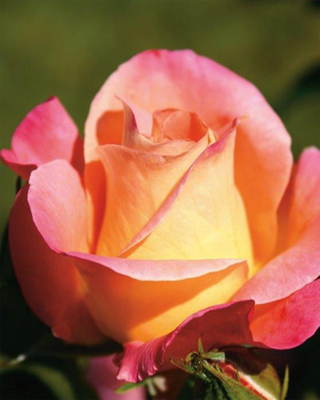 Rosa &