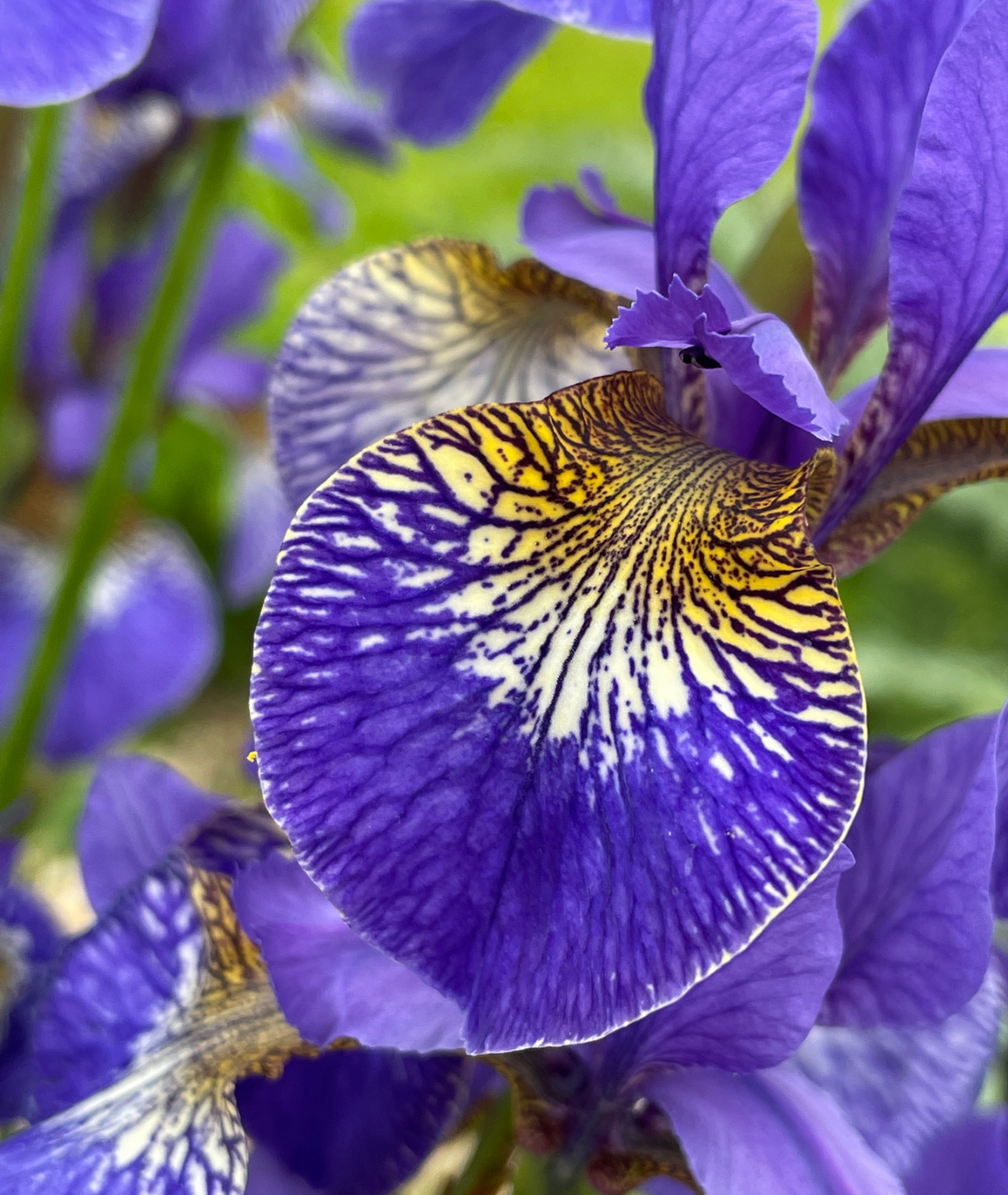 Iris sibirica &