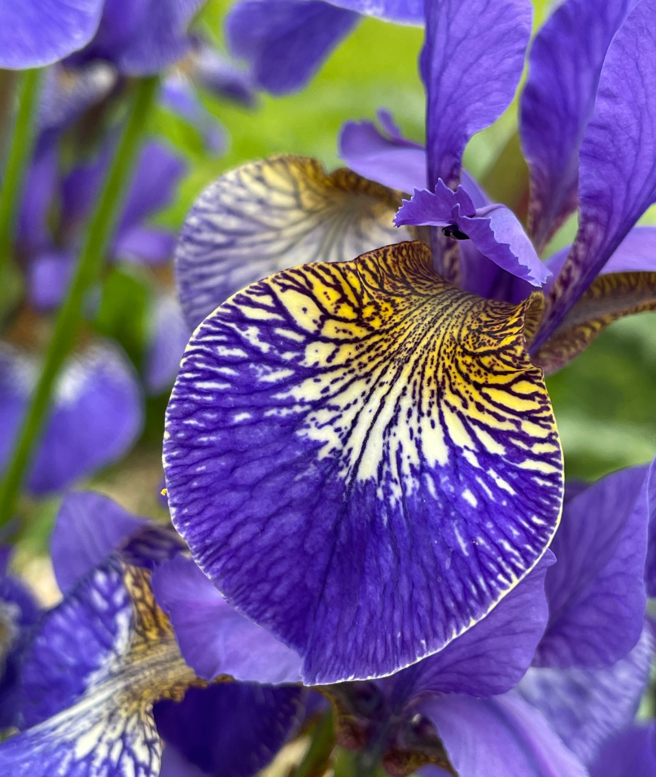 Iris sibirica &