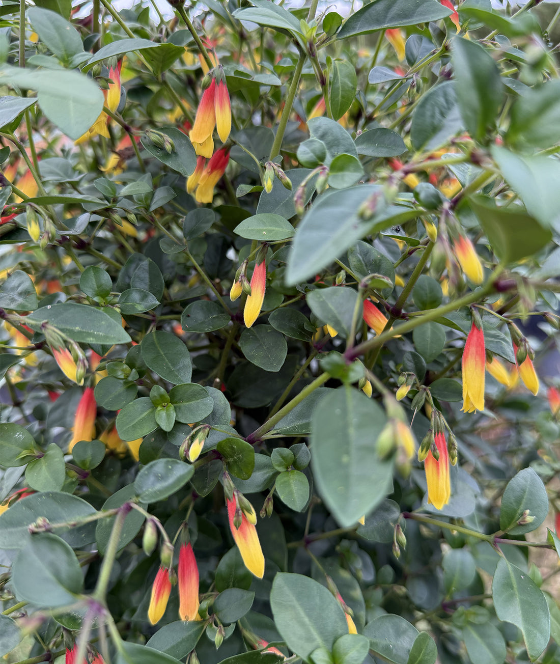 Jacobinia pauciflora