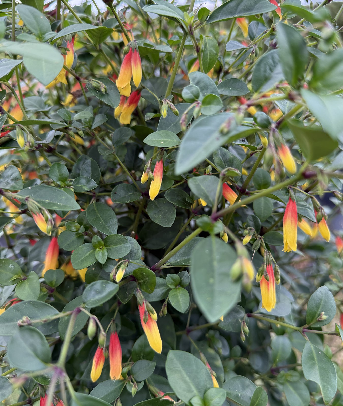 Jacobinia pauciflora