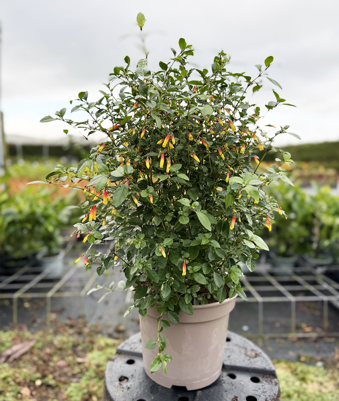 Jacobinia pauciflora