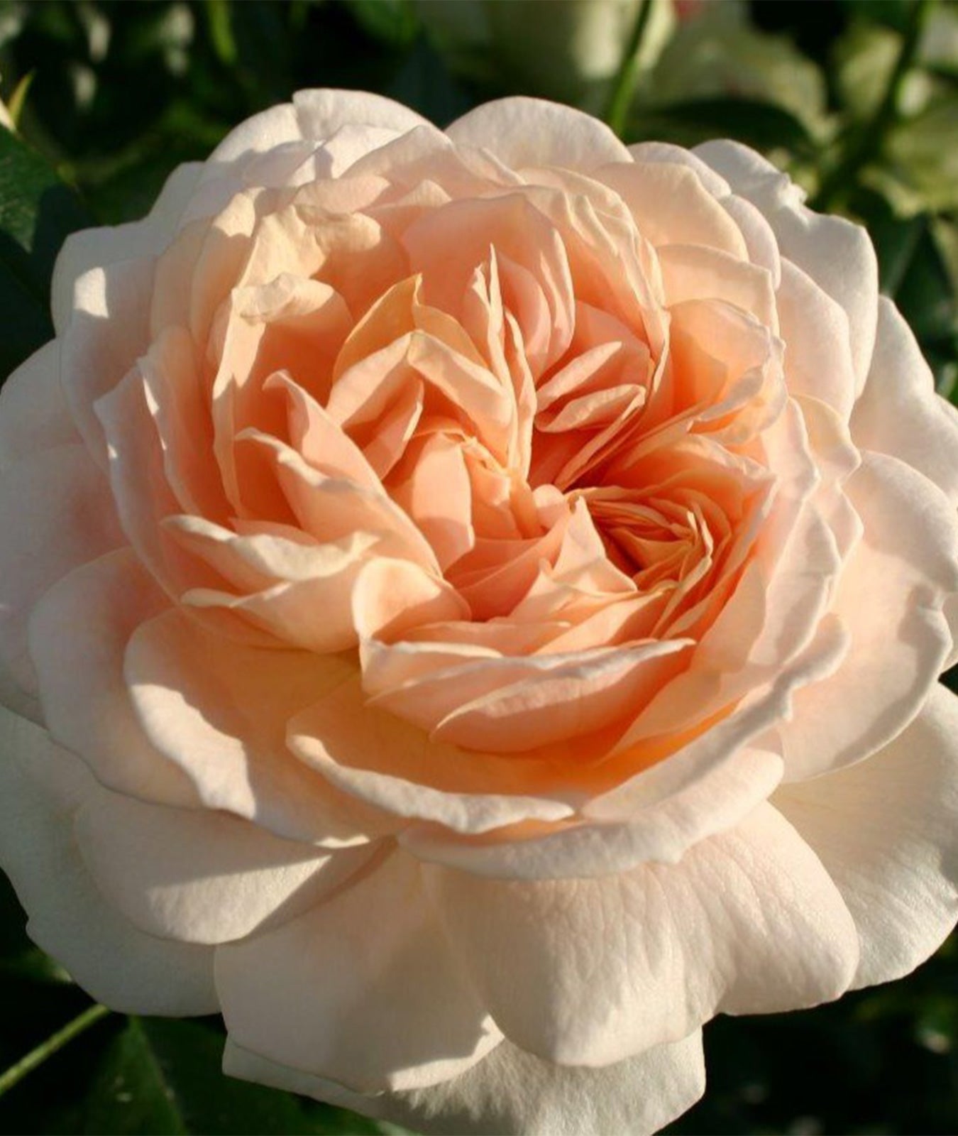 Rosa &