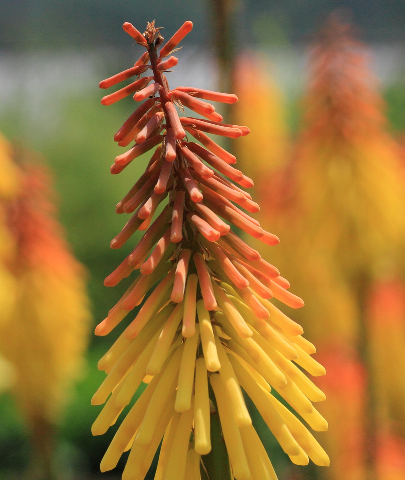 Kniphofia grandiflora