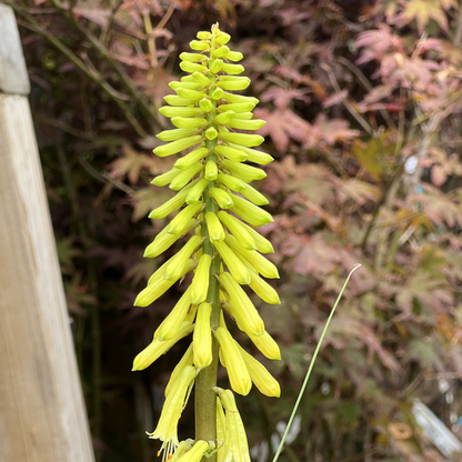 Kniphofia &