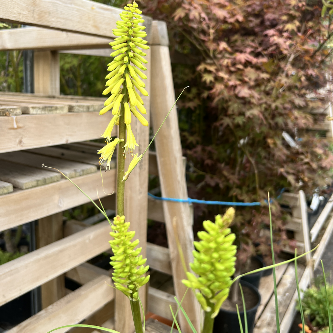 Kniphofia &