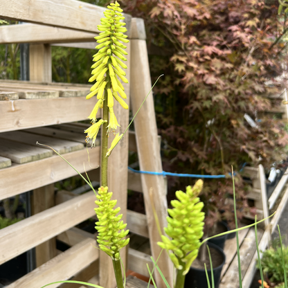 Kniphofia &
