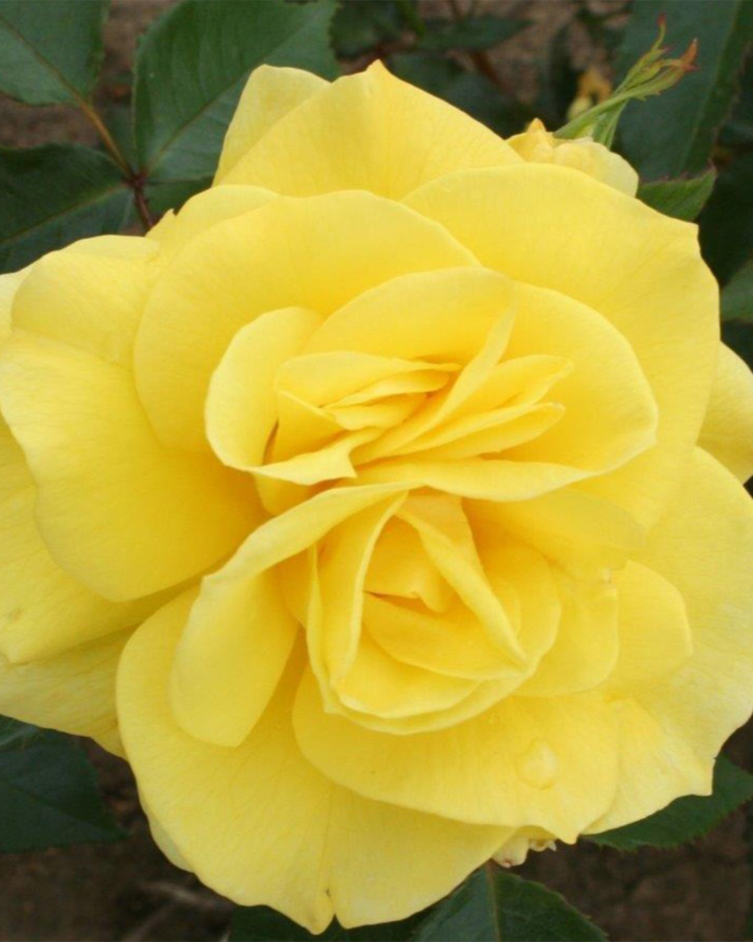 Rosa &